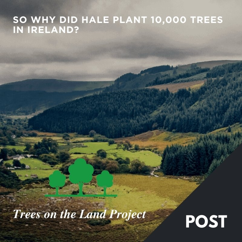 Why Did Hale Plant 10,000 trees in Ireland?